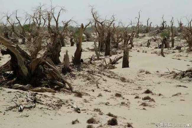 穿越塔克拉瑪干(中),圖十一