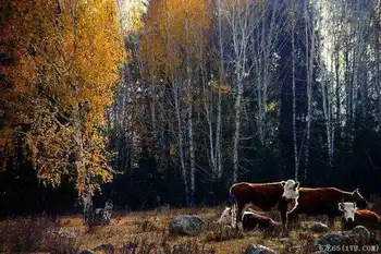 万里追寻,西域绝美的浪漫印象,图八