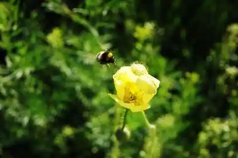 (北疆之二)贾登峪的夜与晨
