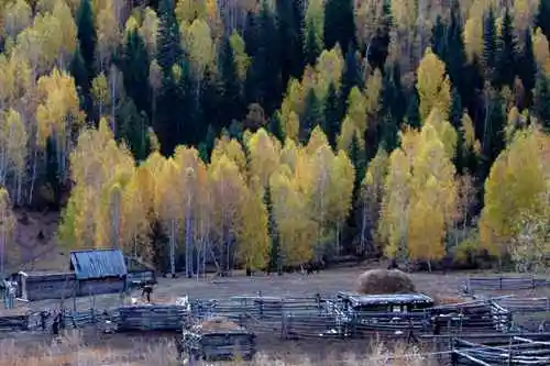 新疆行吟(７)：童话般的禾木村