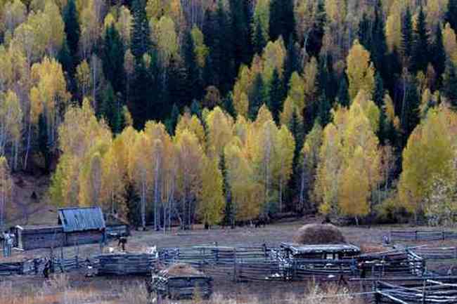 新疆行吟(７)：童话般的禾木村,图十二