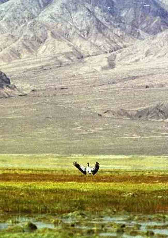 阿尔金山自然保护区!!!,图五