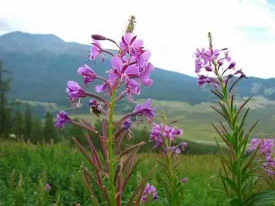 北疆行(4)-在禾木看日落