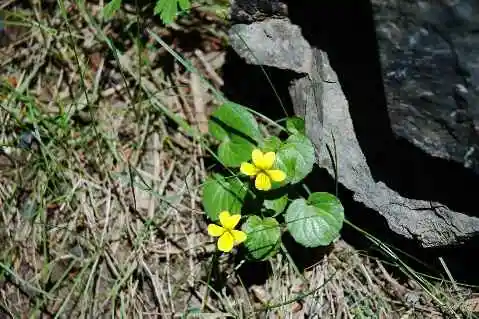 (北疆之六)南山牧场