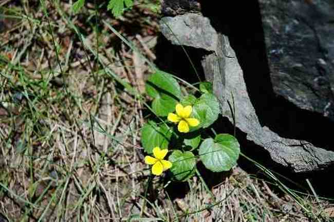 (北疆之六)南山牧場,圖十一