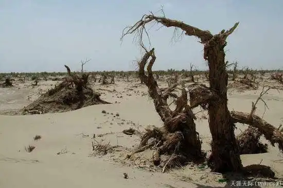 穿越塔克拉玛干（中）