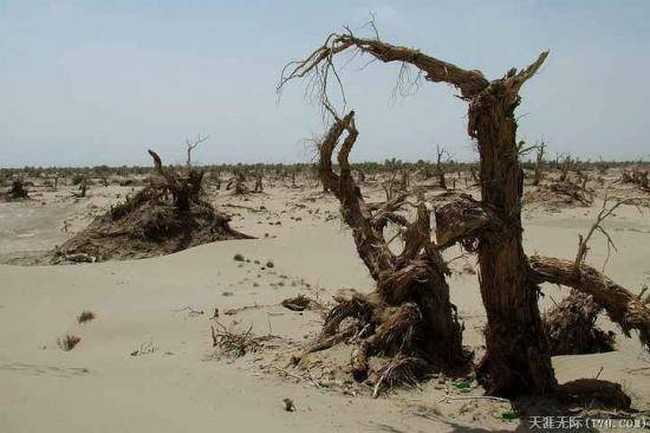 穿越塔克拉瑪干(中),圖十八