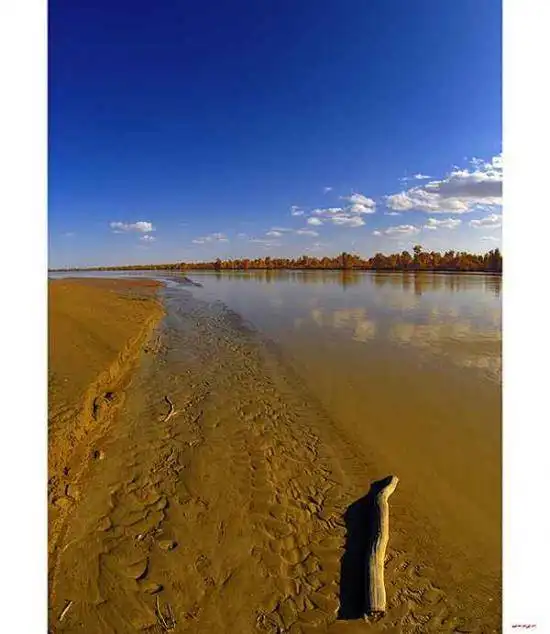陶醉在塔里木河畔
