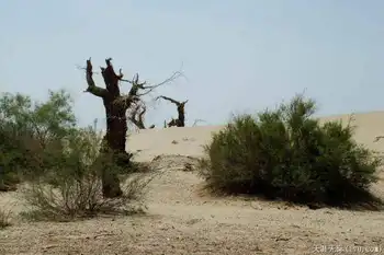 穿越塔克拉玛干（中）,图八