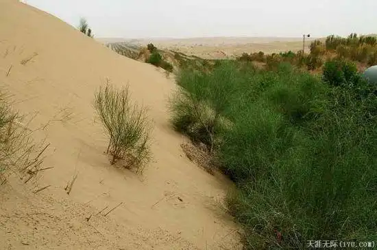 穿越塔克拉玛干（下）