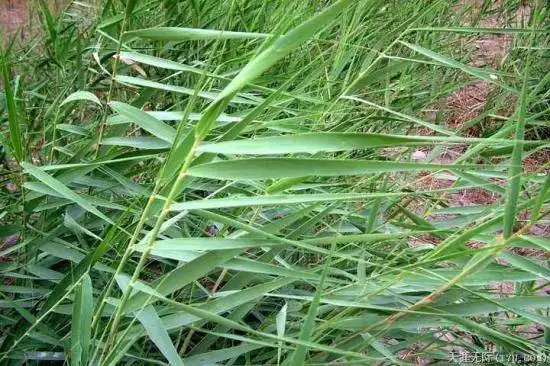 穿越塔克拉玛干（下）