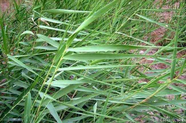 穿越塔克拉玛干（下）,图二十七