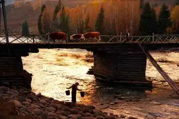 喀纳斯金秋掠影记,图五