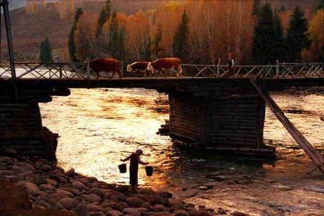 喀纳斯金秋掠影记,图五