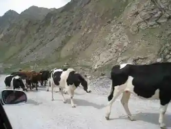 新疆，心无疆—中国新疆天山1号冰川、南山,图六