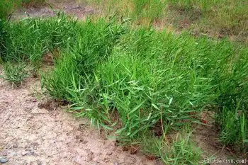 穿越塔克拉玛干（下）,图二十六