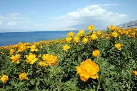 赛里木湖——五月的花海
