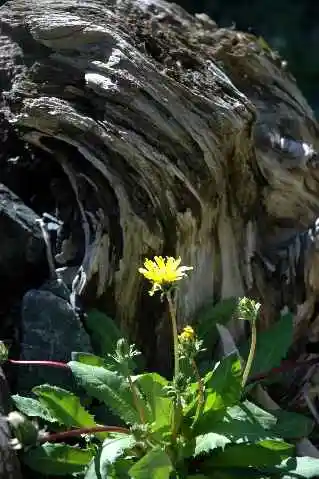 (北疆之六)南山牧场