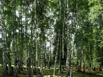 COLORFULDAYSINMYHEART-美丽的国之边境：白哈巴,图四