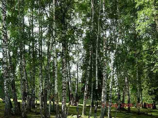 COLORFULDAYSINMYHEART-美丽的国之边境：白哈巴,图四