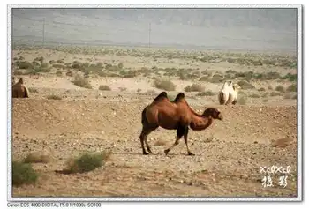 【走进新疆】3.走在安西戈壁滩上,图五