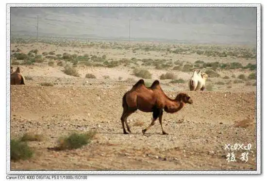 【走进新疆】3.走在安西戈壁滩上