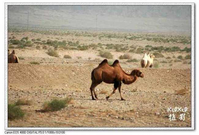 【走进新疆】3.走在安西戈壁滩上,图五