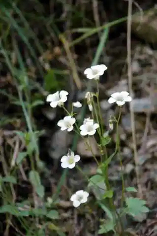 (北疆之六)南山牧场