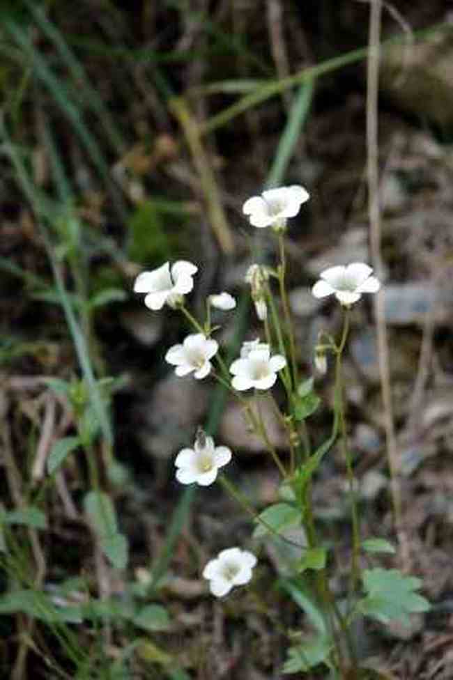 (北疆之六)南山牧場,圖八