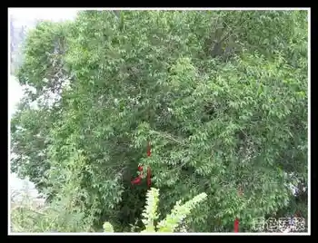 ［新疆散记］天山天池,图七