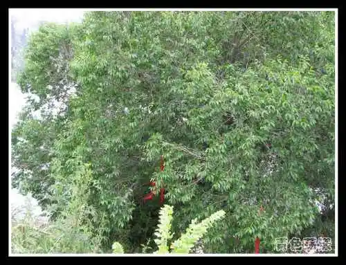 ［新疆散记］天山天池