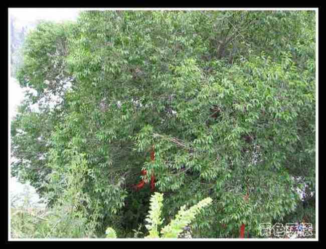 ［新疆散记］天山天池,图七