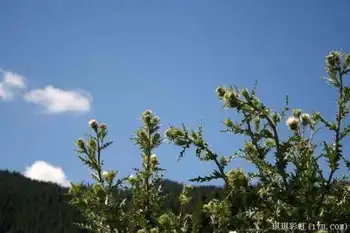 北疆自然揽胜之一:美若碧玉的天山明珠,图八
