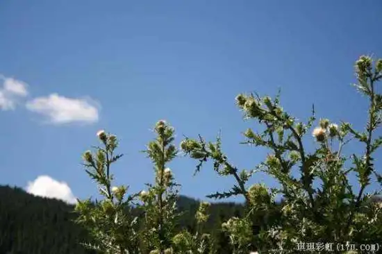 北疆自然揽胜之一:美若碧玉的天山明珠