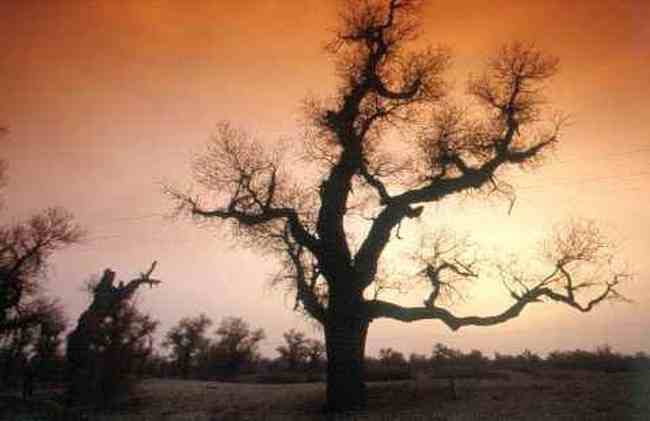 当年南疆@2003,图十