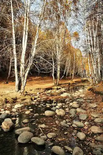 新疆行--禾木秋色,图三