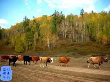 新疆圆舞曲3,图三