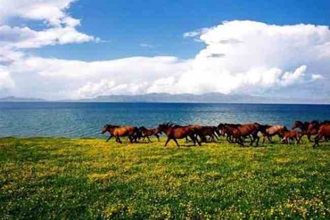 塞里木湖，花开时节,图八