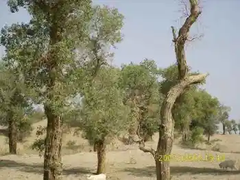 心旷神怡的罗布人村寨,图二