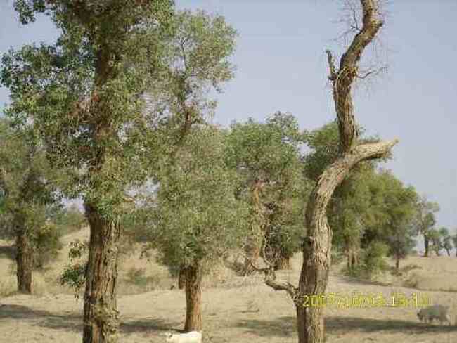 心旷神怡的罗布人村寨,图二