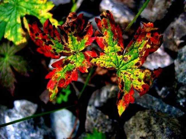 伊犁河美景,图四