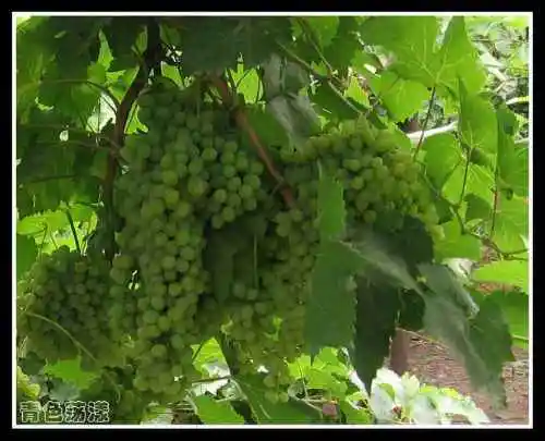 吐鲁番—葡萄沟、苏公塔