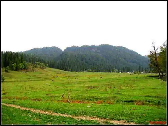 绿色伊犁的避暑胜地-厍尔德宁