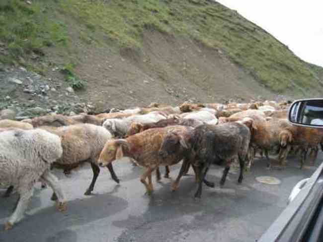 新疆，心无疆—中国新疆天山1号冰川、南山,图五