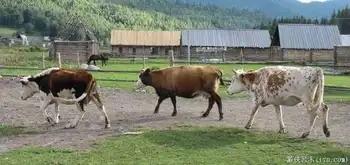 禾木一个童话世界（北疆纪行）,图九