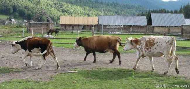 禾木一个童话世界（北疆纪行）,图九
