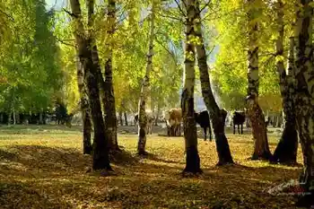 美丽的禾木镇－中国北方的“香格里拉”（多图）,图五