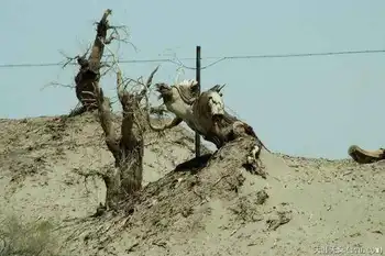 穿越塔克拉玛干（中）,图七