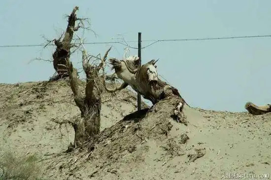 穿越塔克拉玛干（中）