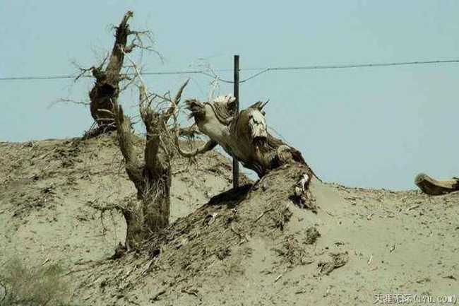 穿越塔克拉瑪干(中),圖七